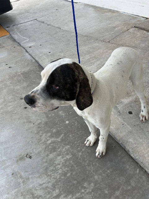 Panchito