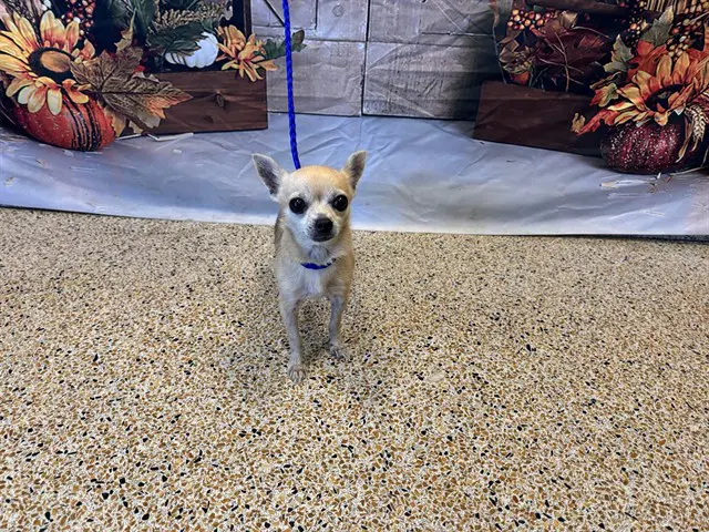 Lili - Chihuahua