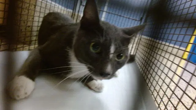 Miu - Domestic Short Hair