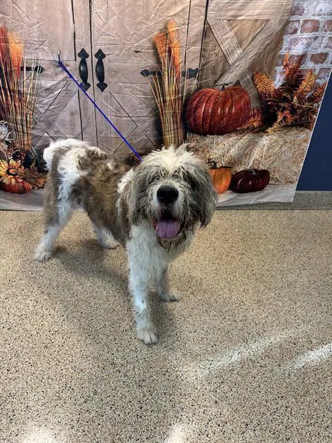 Captain - Old English Sheepdog