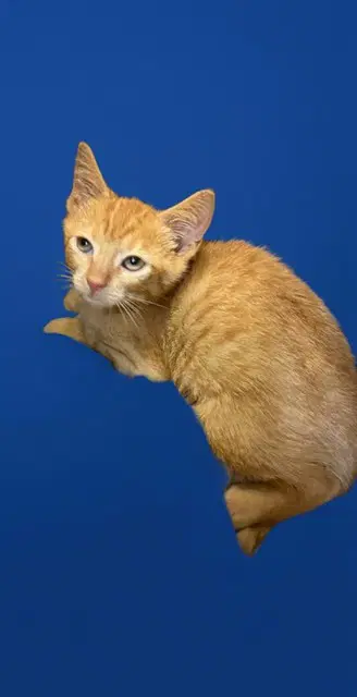 Leon - Domestic Short Hair