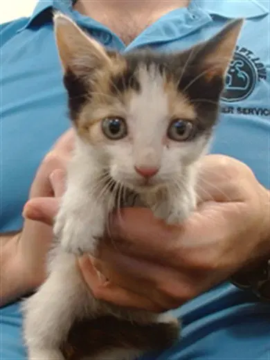 Evelyn - Domestic Short Hair
