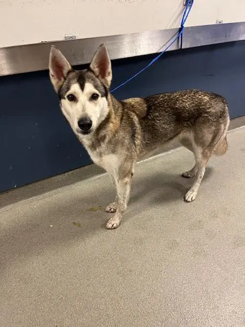 Kira - Siberian Husky