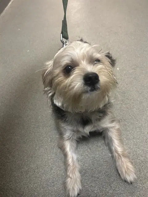 Lolo - Yorkshire Terrier Yorkie