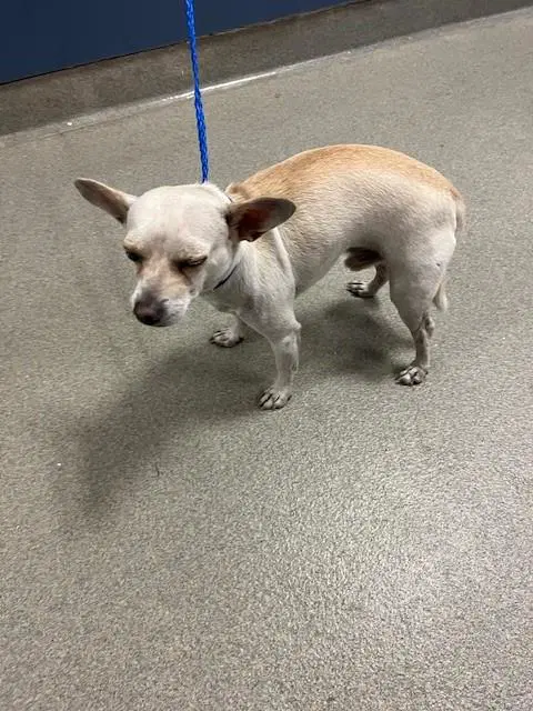 Butch - Chihuahua