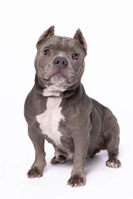 Penelope - American Bulldog
