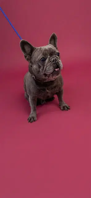 Bella - French Bulldog