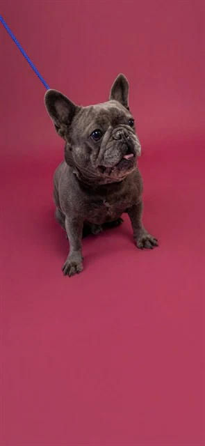 Bella