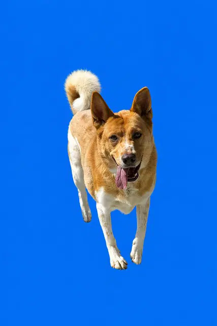 Bruno - Akita