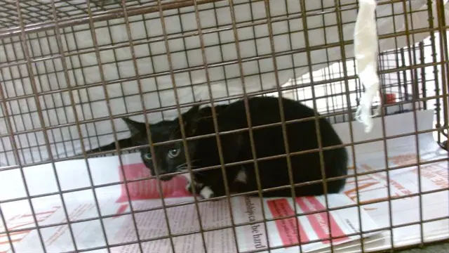 Betty - Domestic Short Hair