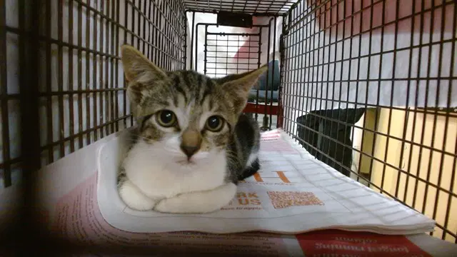 Oreo - Domestic Short Hair