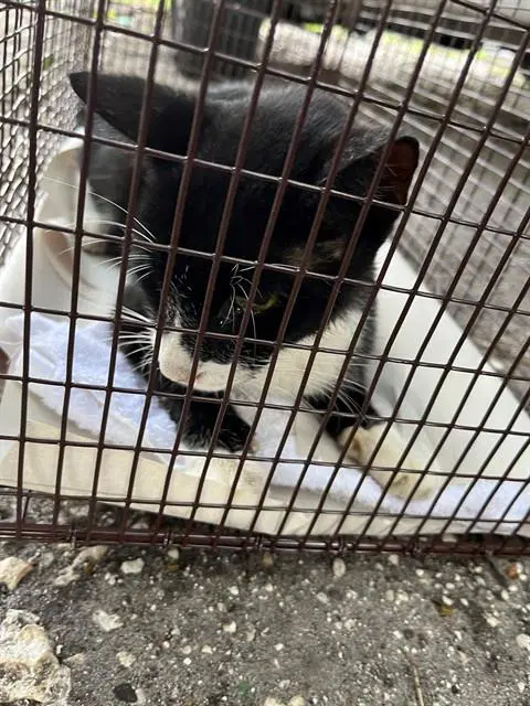 Oreo - Domestic Long Hair