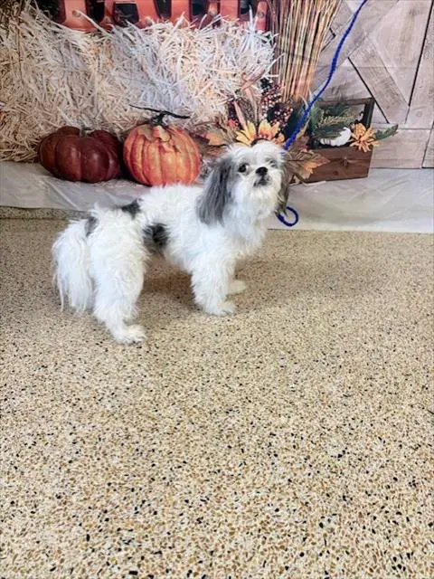 Puchi - Maltese