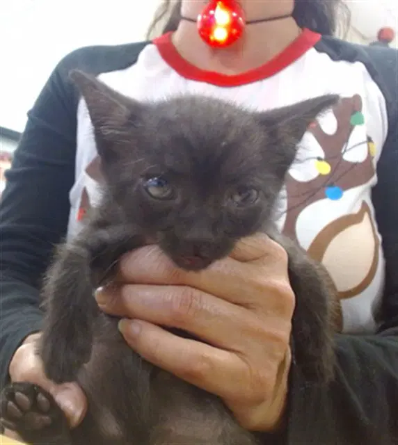 Jose - Domestic Short Hair
