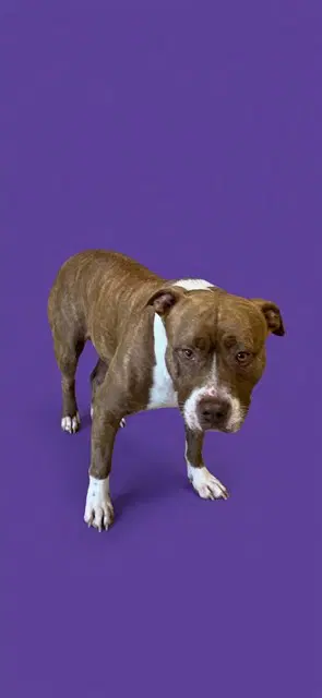 Maggie - American Bulldog