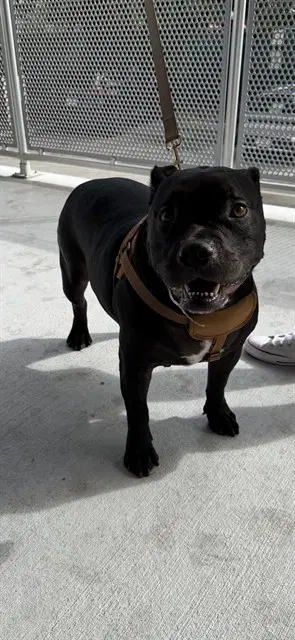 Rocky - American Bulldog