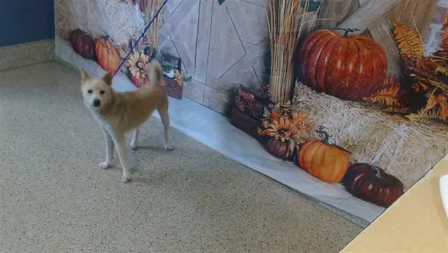 Brisco - Shiba Inu