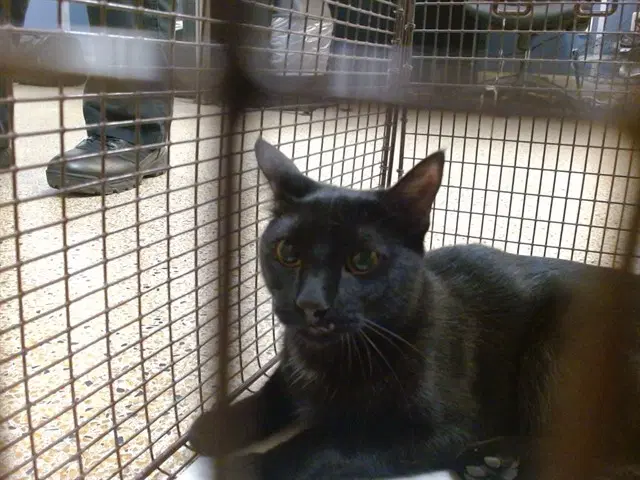 Marsh - Domestic Short Hair