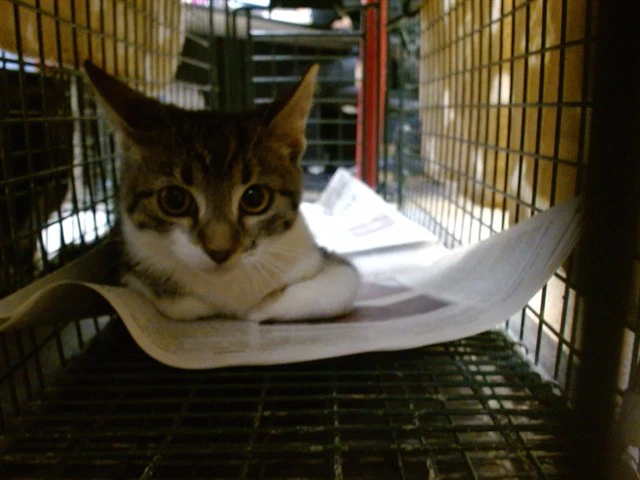 Oliver