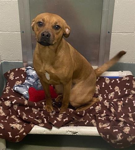 adoptable Dog in Peoria, IL named BAMBI