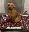 adoptable Dog in peoria, IL named BAMBI