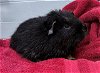 adoptable Guinea Pig in peoria, IL named CAIN