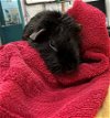 adoptable Guinea Pig in peoria, IL named ABLE