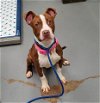adoptable Dog in peoria, IL named BIBI
