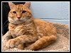adoptable Cat in , IL named LUCKY CHARM