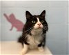 adoptable Cat in , IL named KEE KEE