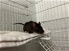 adoptable Rat in peoria, IL named BLACKBERRY