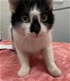adoptable Cat in peoria, IL named CALIDA