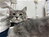 adoptable Cat in peoria, IL named BUCK