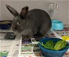 adoptable Rabbit in peoria, IL named BUNBUN