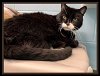 adoptable Cat in peoria, IL named SHADOW