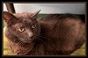 adoptable Cat in peoria, IL named SWEETIE