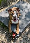 adoptable Dog in  named BUTCH