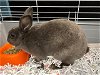 adoptable Rabbit in  named MISTY