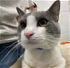 adoptable Cat in peoria, IL named POOTIN