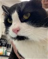 adoptable Cat in peoria, IL named BARNBAS