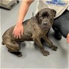 adoptable Dog in peoria, IL named BOBA VOSS