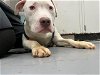 adoptable Dog in peoria, IL named OSIRIS