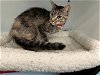 adoptable Cat in peoria, IL named MURIEL