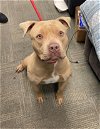 adoptable Dog in peoria, IL named BEE