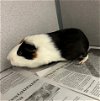 adoptable Guinea Pig in peoria, IL named CHECKERS