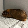 adoptable Guinea Pig in peoria, IL named CINNAMON