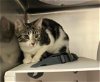 adoptable Cat in peoria, IL named APPLE