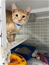 adoptable Cat in  named F-150