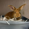 adoptable Rabbit in Peoria, IL named ANNA