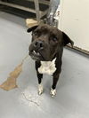 adoptable Dog in Peoria, IL named WAVE